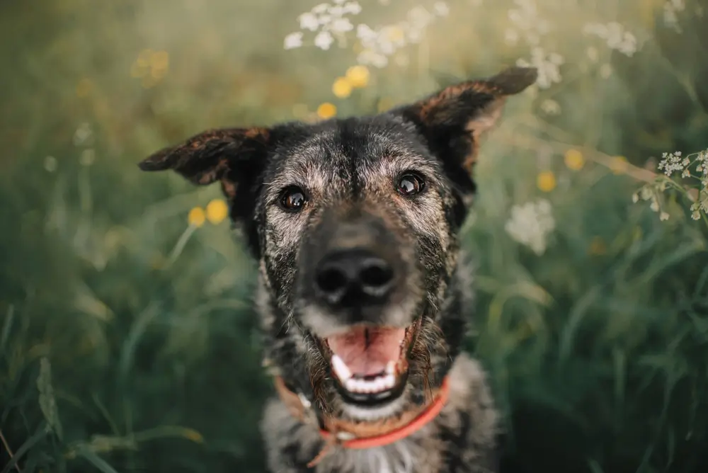 Cómo ayudar a tu perro a vivir más - La nutrición y el ejercicio son la clave