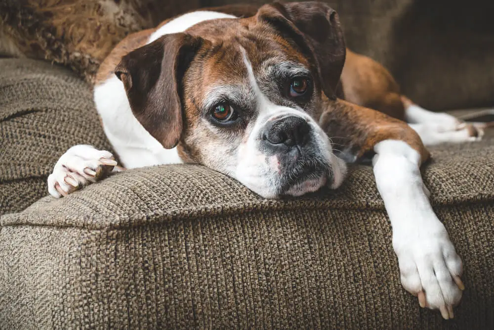 Inflamación en perros Reducción de la longevidad canina