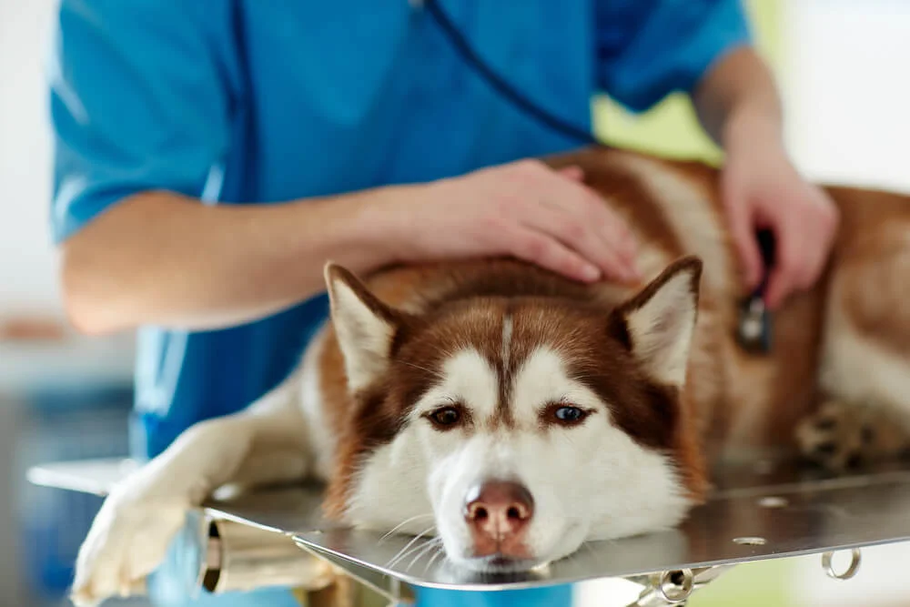 Inflammation chez le chien FAQ Toutes les questions relatives à l'inflammation