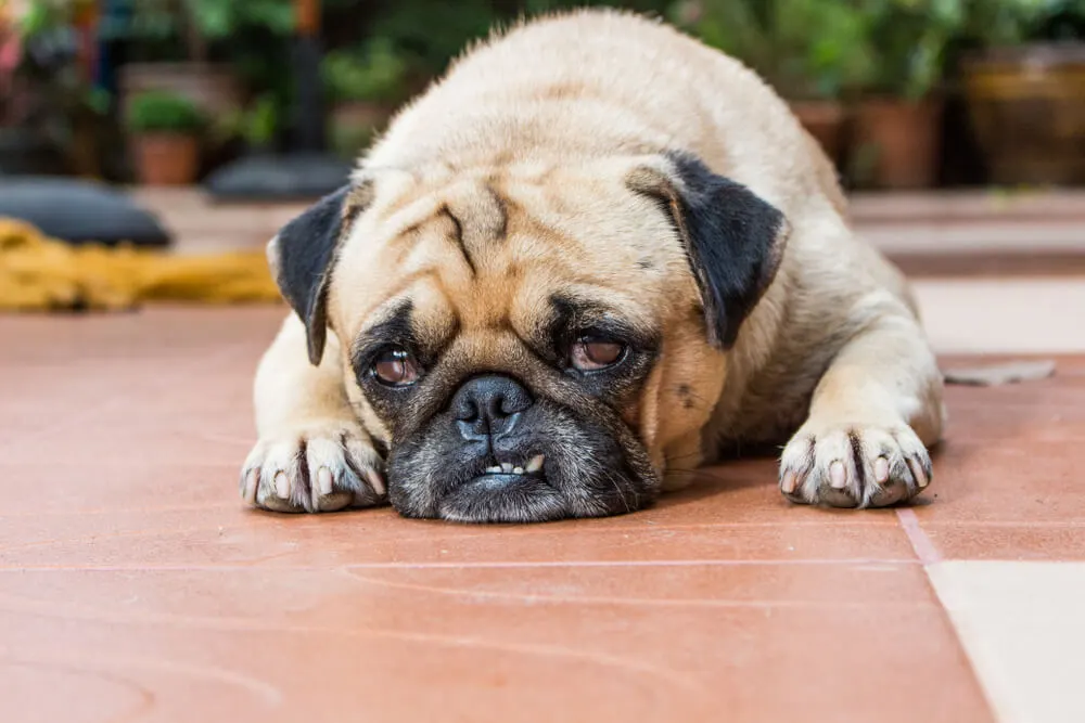 Entzündungen bei Hunden Auswirkungen auf die Gesundheit und Behandlungen