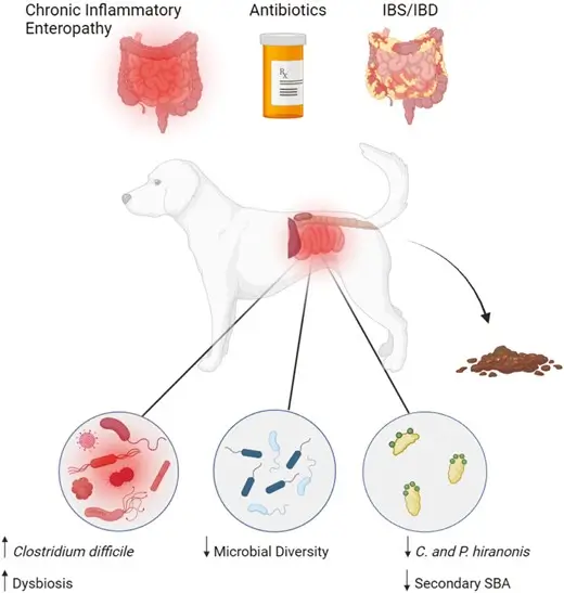Invloed van het microbioom op de gastro-intestinale gezondheid van honden