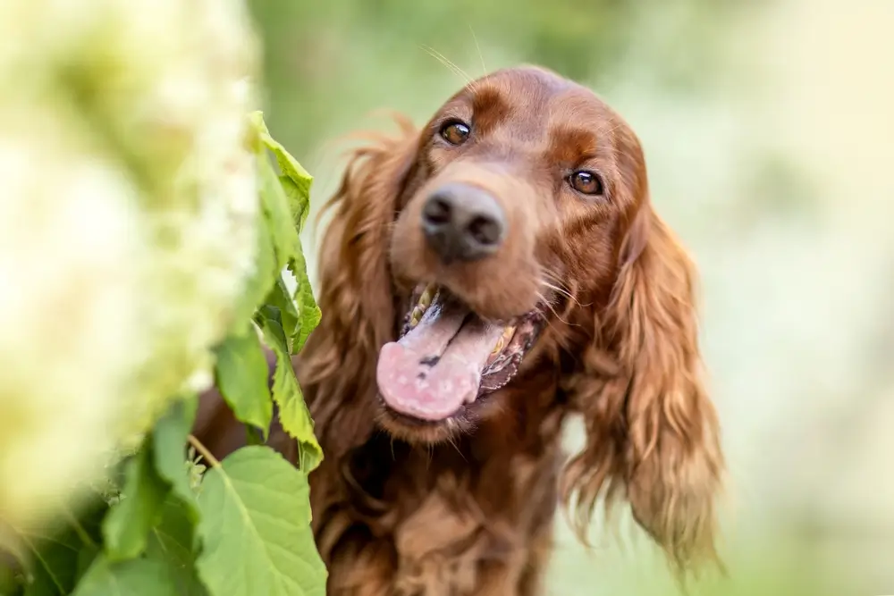 Irish Setter Gut Health: Gluten Sensitivity, Mucosal Immunity, and Microbiome Support