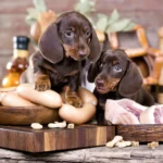 Bringt tierisches Eiweiß Ihren Hund um - TMAO, DCM, MMVD und CHF