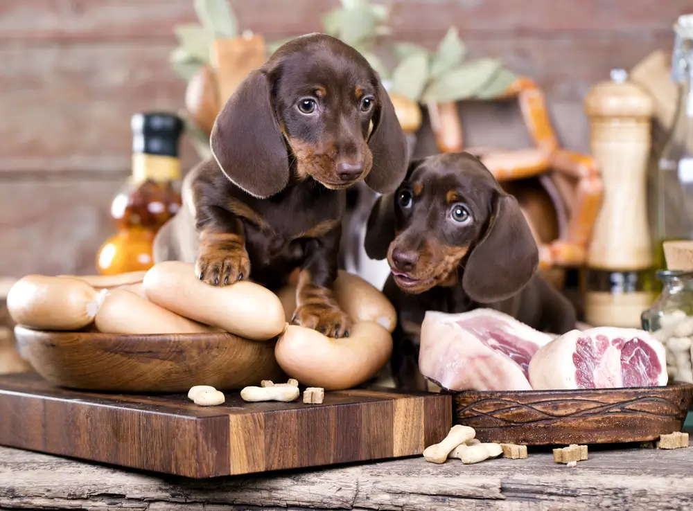 Is dierlijk eiwit dodelijk voor je hond - TMAO, DCM, MMVD en CHF