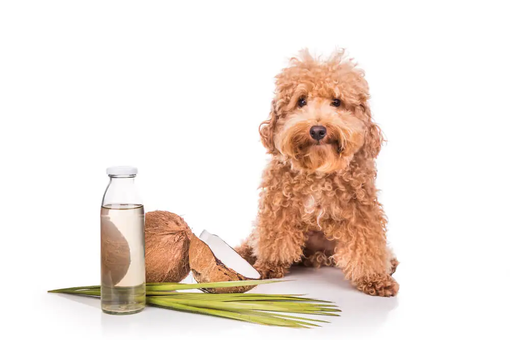 Ist Kokosnussöl gut für Hunde Sicherheit und gesundheitliche Vorteile
