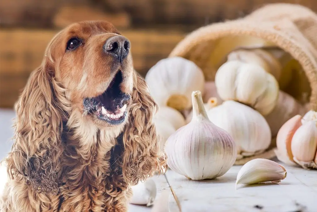 Ist Knoblauch giftig für Hunde? Tatsache oder Fiktion?