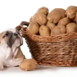 Les pommes de terre sont-elles bonnes à manger pour les chiens ?