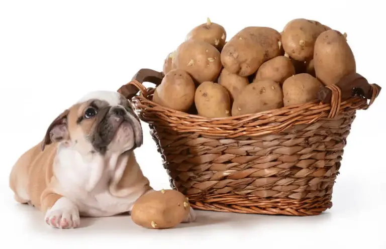 Is aardappel goed voor honden om te eten?