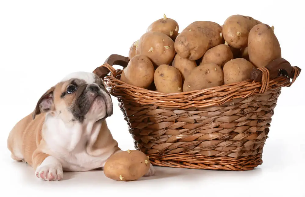 Is Potato Good For Dogs to Eat?