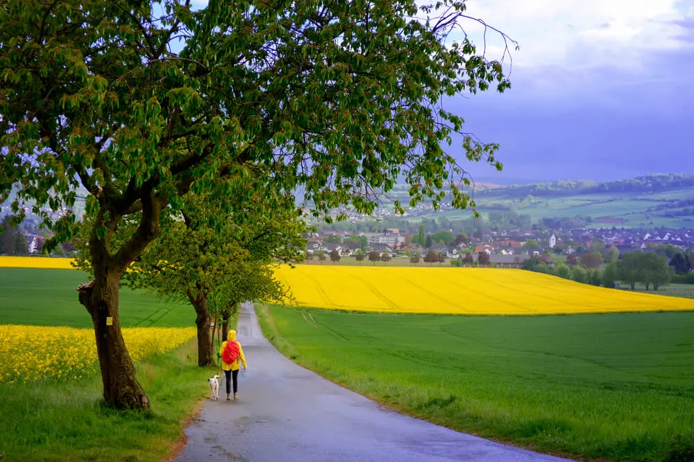 L'huile de colza est-elle sans danger pour les chiens ? Analyse scientifique