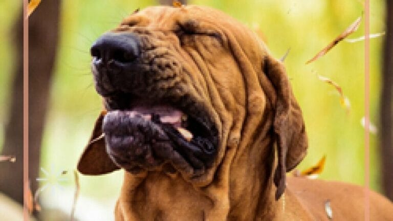 Is Vegan Dog Food Hypoallergenic Dog Sneezing