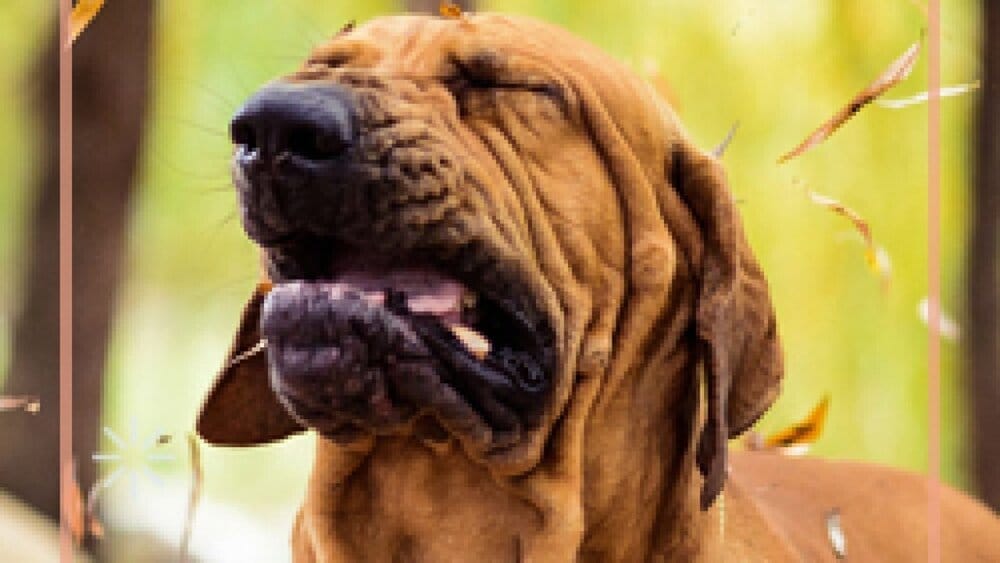 ¿Es hipoalergénica la comida vegana para perros?