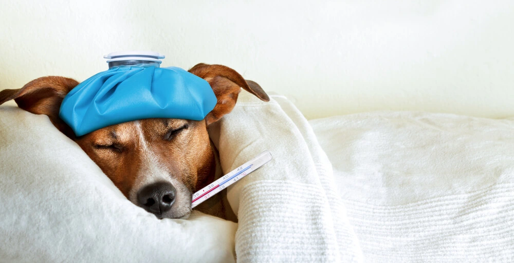 Is hun voedsel dodelijk voor mijn hond invloed van hondenvoer op de gezondheid