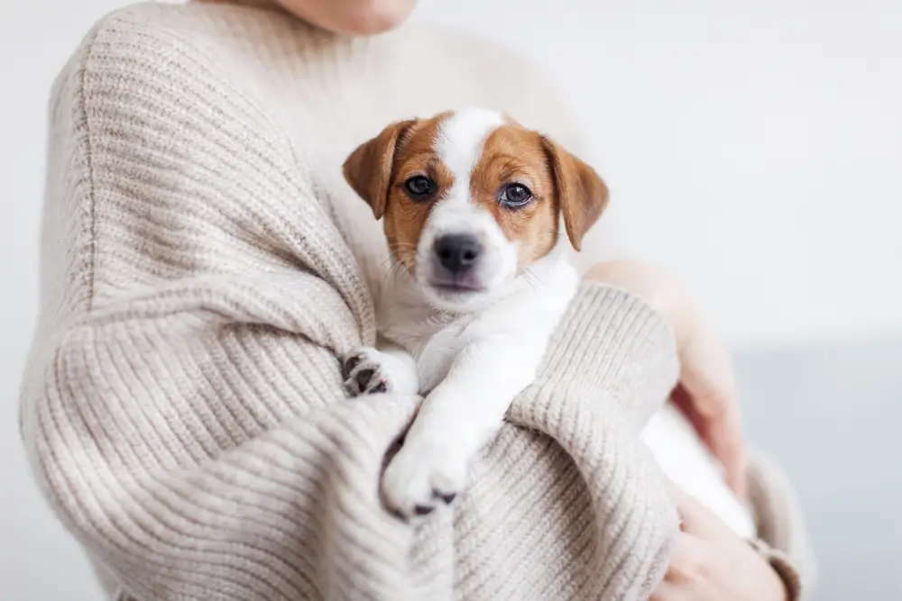 Problemas de salud del Jack Russell Terrier: Guía completa