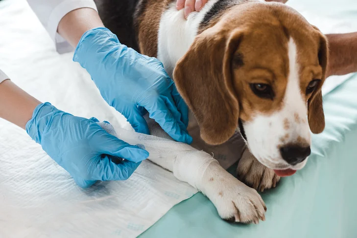 Gelenkentzündungen bei Hunden Arthritis Dysplasie Osteoarthritis Leitfaden für Probleme