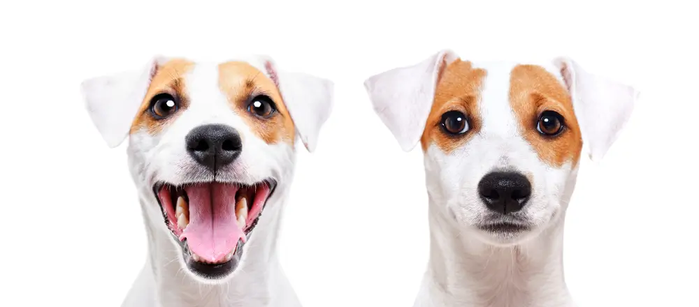 Kaolin for Dogs. Is Clinoptilolite a Better Option?