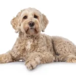 L-Cystéine pour chiens : soutien du glutathion, santé du foie et défense antioxydante