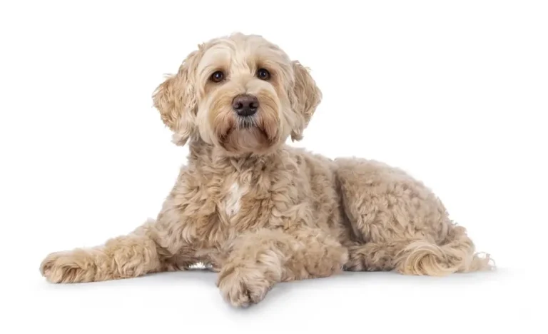 L-Cysteine for Dogs: Glutathione Support, Liver Health & Antioxidant Defence