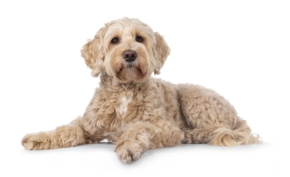 L-Cystein für Hunde: Glutathion-Unterstützung, Lebergesundheit & Antioxidantien-Schutz
