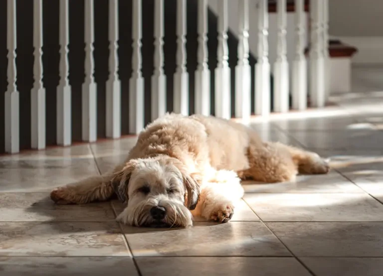 Gezondheidsvoordelen en overwegingen van L-Glutamine voor Honden