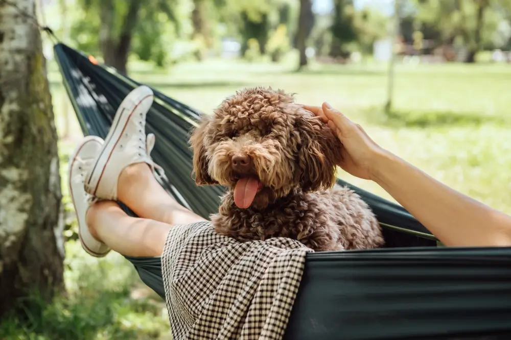 L-triptófano para perros: descubre sus beneficios