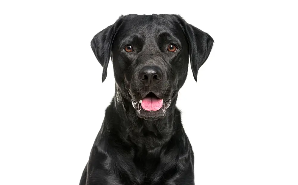 Labrador gezondheidsproblemen: Uitgebreide gids voor veelvoorkomende problemen