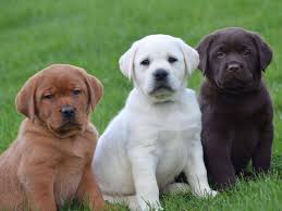 Colores del pelaje del Labrador Retriever