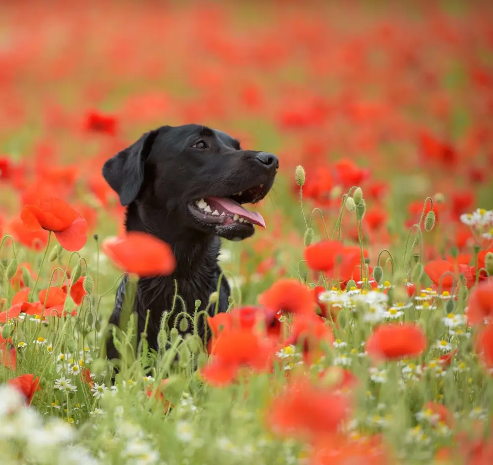 Salud intestinal del Labrador Retriever: Desafíos digestivos específicos de cada raza y apoyo al microbioma