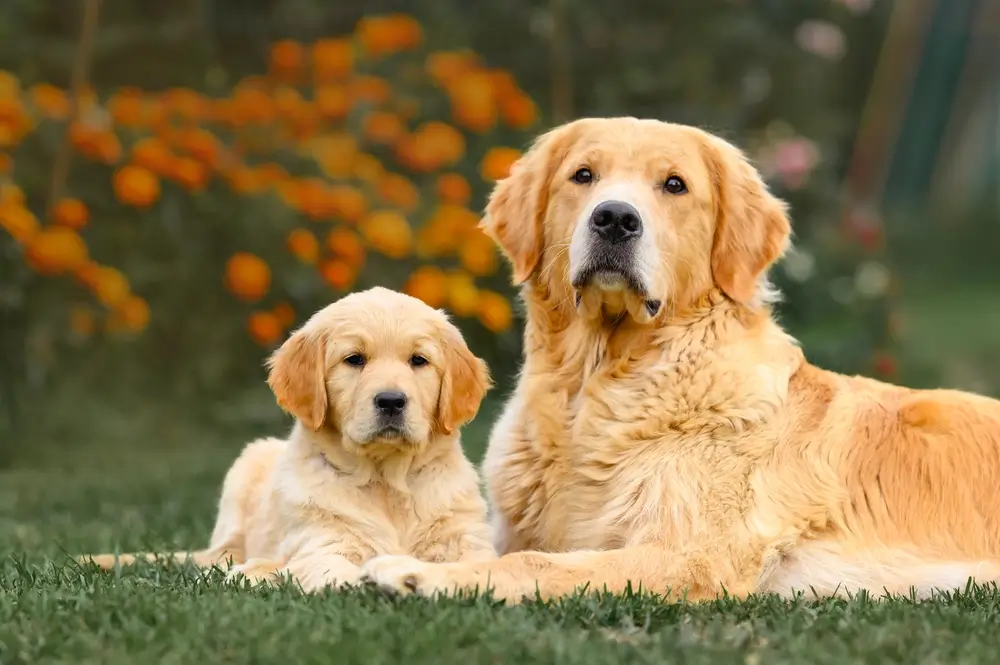 Golden Retriever Darmgesundheit: Rassespezifische Herausforderungen für die Verdauung und Unterstützung des Mikrobioms