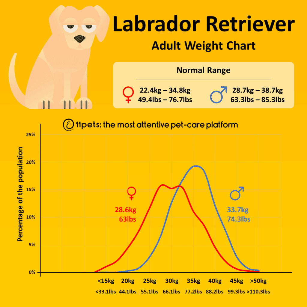 Tabla de peso del Labrador Retriever