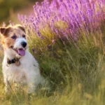 Aceite de lavanda para perros - Guía de uso y beneficios Beneficios del aceite de lavanda para perros y pautas de uso