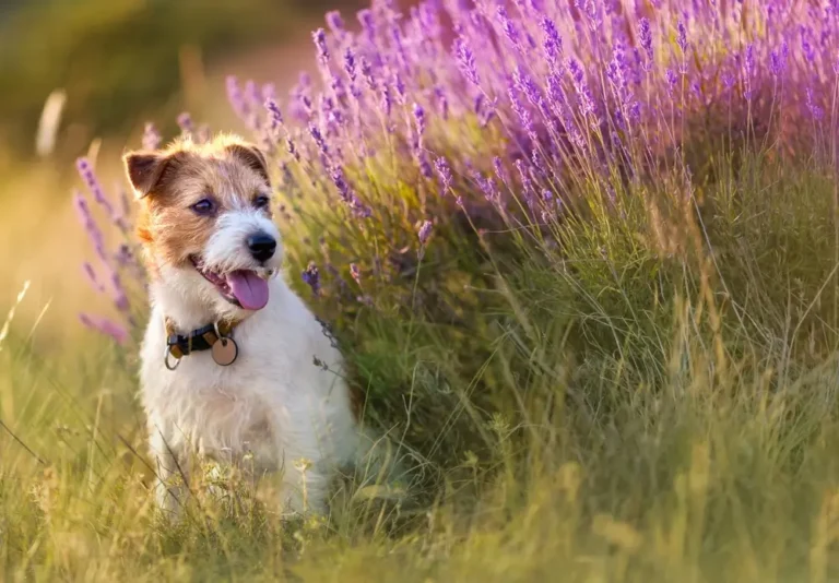 Lavendelöl für Hunde Vorteile und Anwendungshinweise