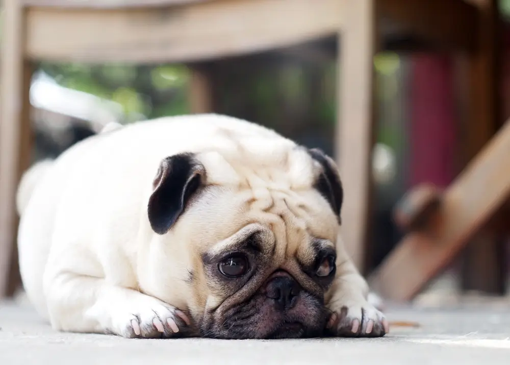 L'intestin perméable chez le chien - Causes, symptômes et traitement