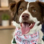 MSM (Methylsulfonylmethane) pour chiens : Mobilité articulaire et soutien de l'inflammation