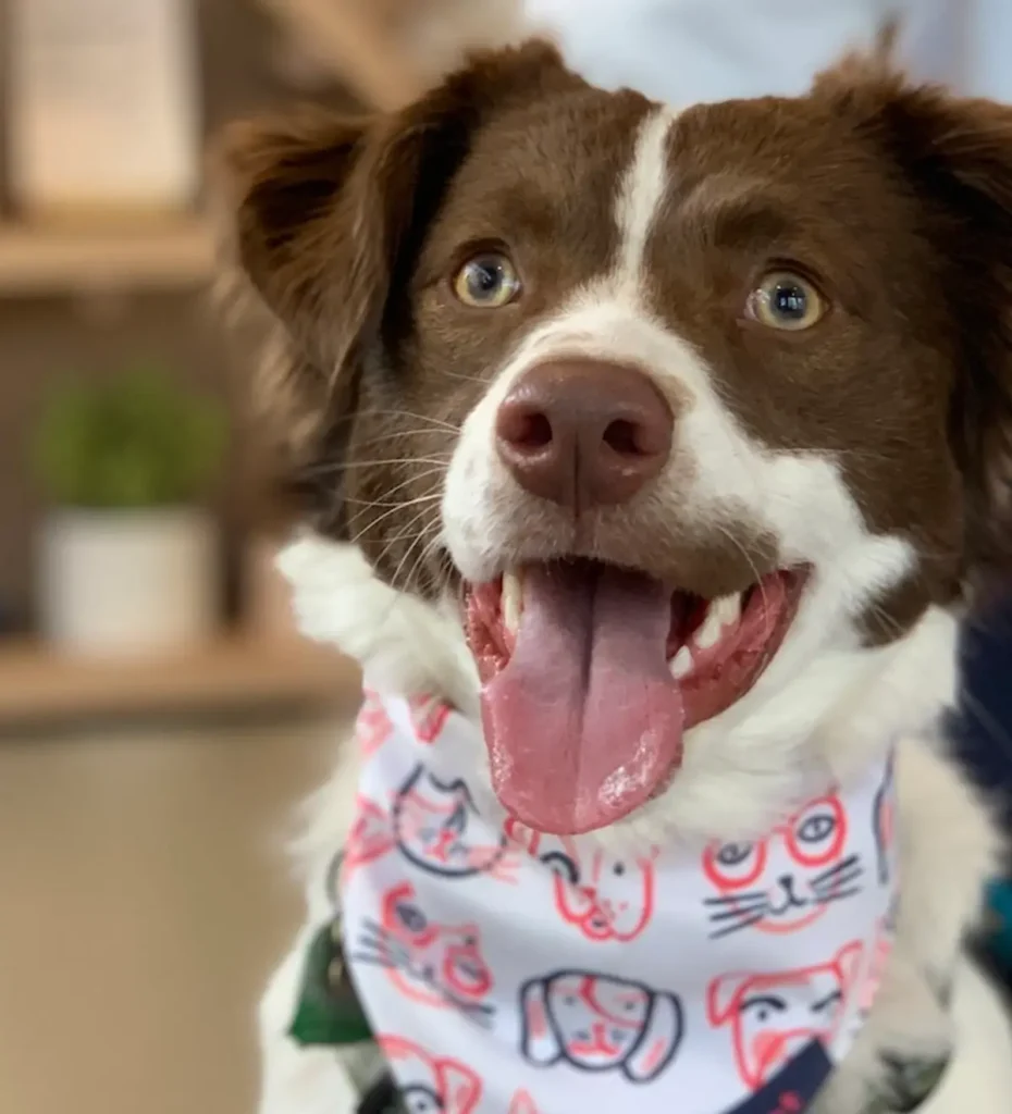 MSM (metilsulfonilmetano) para perros: ayuda a la movilidad articular y la inflamación