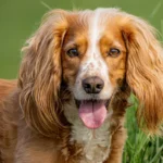 Gezondheidsvoordelen van magnesiumglycinaat voor honden