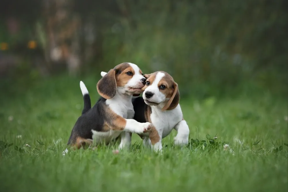 Mannooligosaccharides-MOS-et-Fructooligosaccharides-FOS-prébiotiques pour la santé digestive de l'intestin du chien