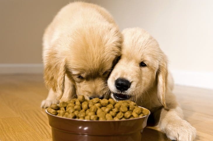 Meat-Free Dog Biscuits Puppies eating Healthy Vegan Dog Biscuits
