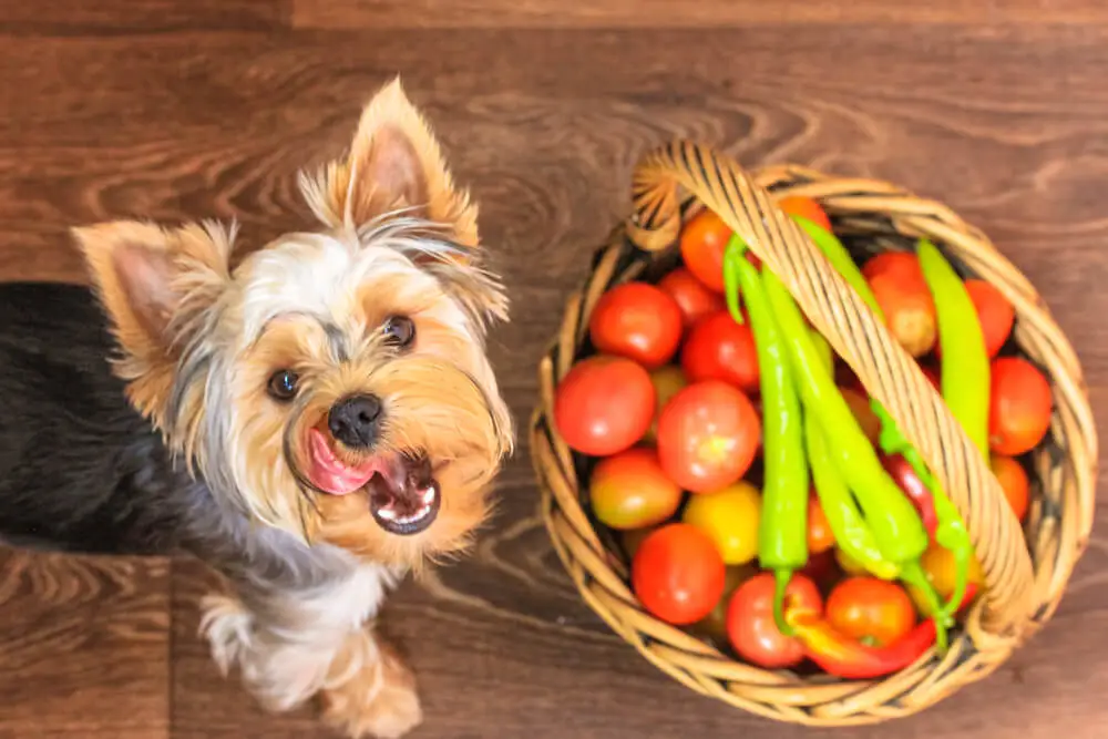 Fleischfreies Hundefutter Fleischfreies Futter für Hunde