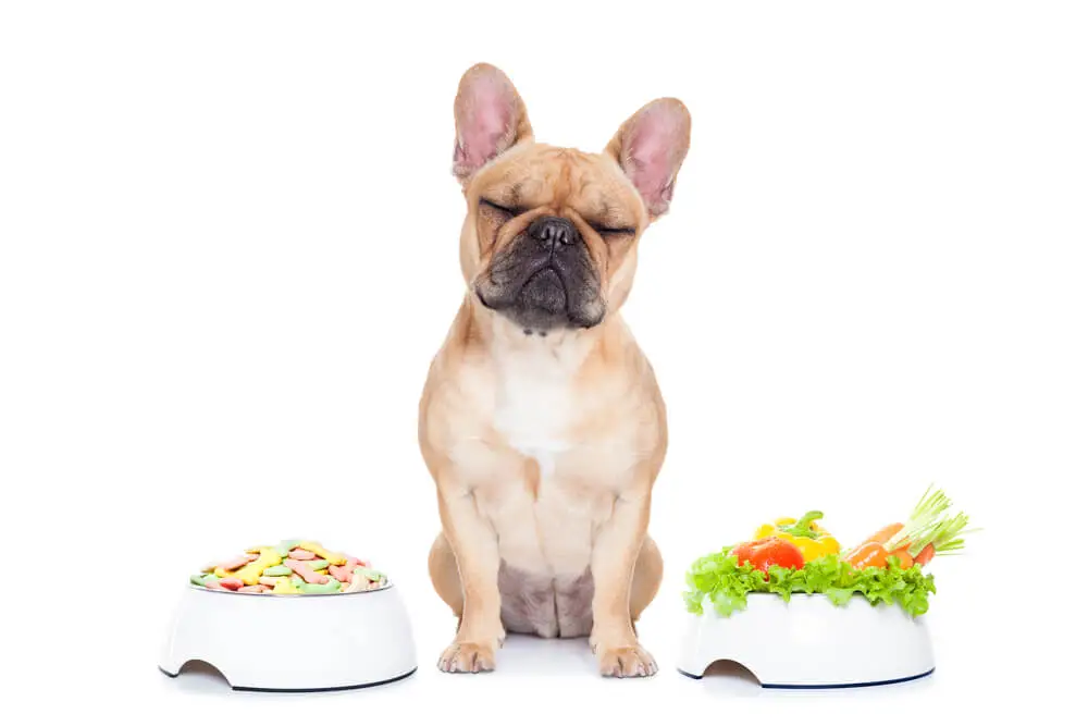Alimentation à base de viande ou de plantes meilleure pour les chiens La vérité surprenante