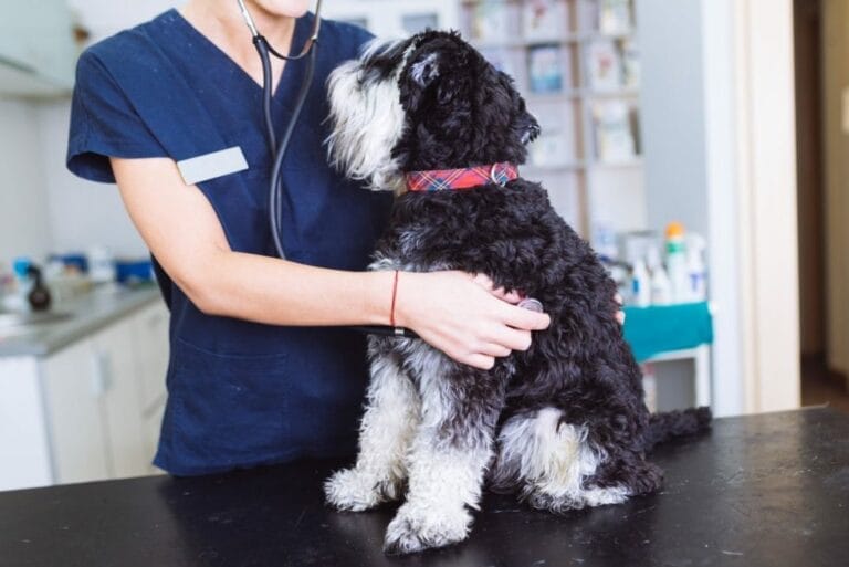Microbiome Dysbiosis In Dogs Impacts on Health