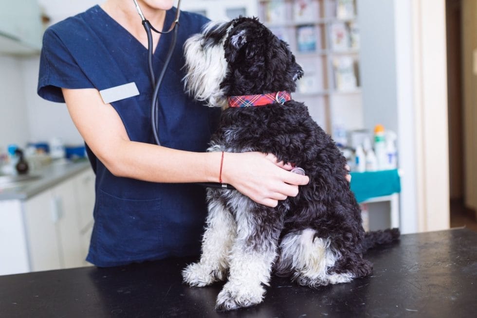 La disbiosis del microbioma en perros repercute en la salud
