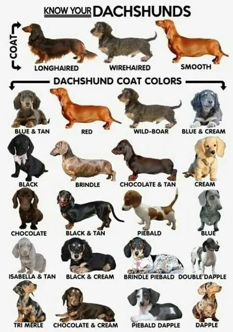 Miniature Smooth Haired Dachshund Coat Colours