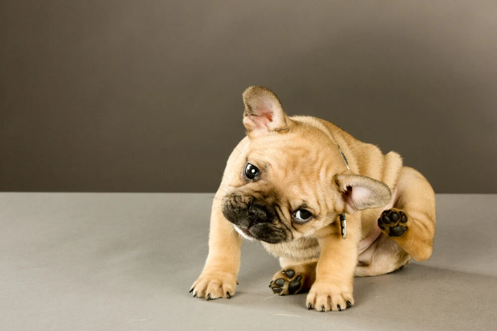 Les affections les plus courantes de la peau et du pelage du chien