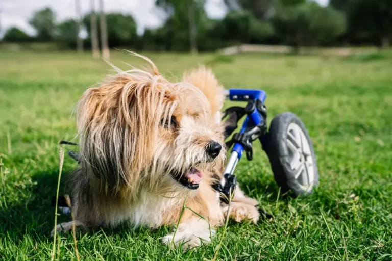 Natuurlijke ontstekingsremmers voor honden met artritis Uitgebreide Gids