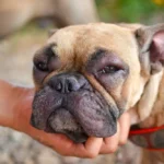 Antiinflamatorios naturales para perros Guía completa