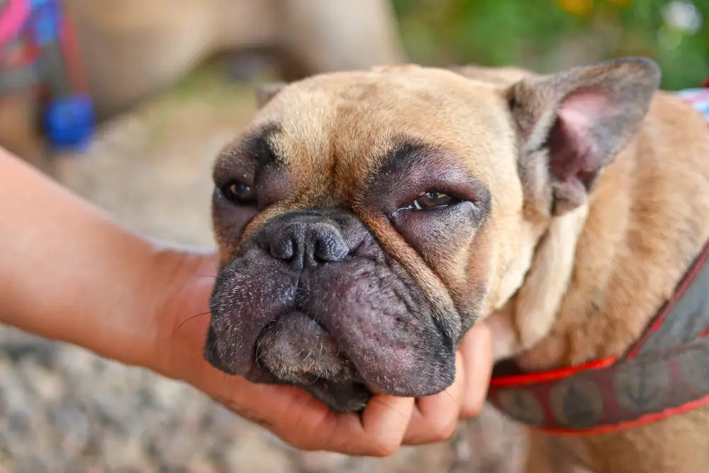 Anti-inflammatoire naturel pour les chiens Un guide complet