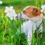 Guía completa de antihistamínicos naturales para perros: dosificación, selección y preguntas frecuentes Antihistamínicos naturales para perros Tratamiento de las alergias