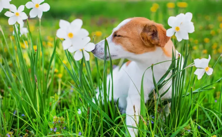 Natuurlijke antihistaminica voor honden Behandeling tegen allergieën