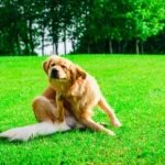 Antihistamínicos naturales para perros: funciones y opciones basadas en pruebas Antihistamínicos naturales para perros: cómo funcionan y opciones basadas en la evidencia